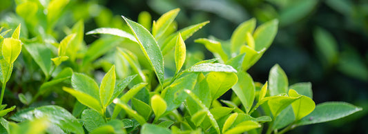 Green Tea